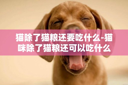貓除了貓糧還要吃什么-貓咪除了貓糧還可以吃什么