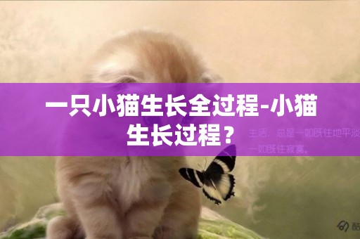 一只小貓生長全過程-小貓生長過程？