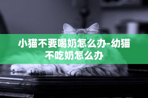 小貓不要喝奶怎么辦-幼貓不吃奶怎么辦