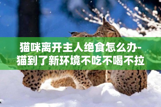 貓咪離開主人絕食怎么辦-貓到了新環境不吃不喝不拉怎么辦？