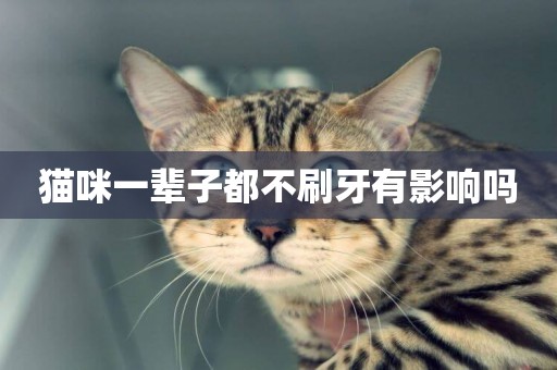 貓咪一輩子都不刷牙有影響嗎