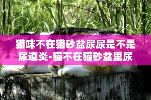 貓咪不在貓砂盆尿尿是不是尿道炎-貓不在貓砂盆里尿尿怎么辦？