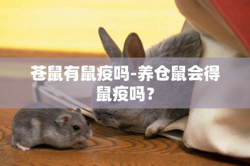 蒼鼠有鼠疫嗎-養倉鼠會得鼠疫嗎？
