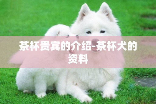茶杯貴賓的介紹-茶杯犬的資料