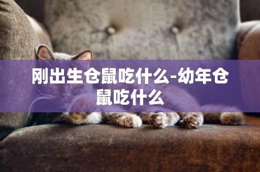 剛出生倉鼠吃什么-幼年倉鼠吃什么