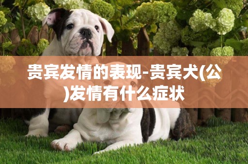 貴賓發情的表現-貴賓犬(公)發情有什么癥狀