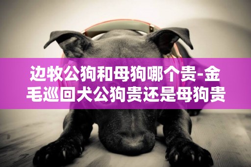 邊牧公狗和母狗哪個貴-金毛巡回犬公狗貴還是母狗貴