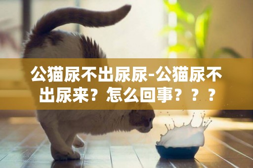 公貓尿不出尿尿-公貓尿不出尿來？怎么回事？？？