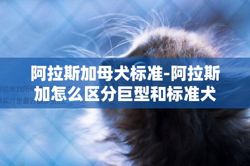 阿拉斯加母犬標準-阿拉斯加怎么區分巨型和標準犬