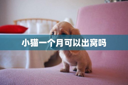 小貓一個月可以出窩嗎