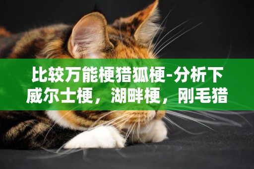 比較萬能梗獵狐梗-分析下威爾士梗，湖畔梗，剛毛獵狐梗，萬能梗，艾里梗和西里漢梗的區別。