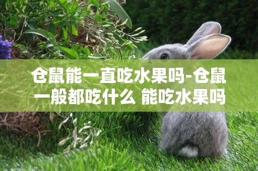倉鼠能一直吃水果嗎-倉鼠一般都吃什么 能吃水果嗎