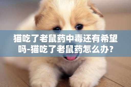 貓吃了老鼠藥中毒還有希望嗎-貓吃了老鼠藥怎么辦？