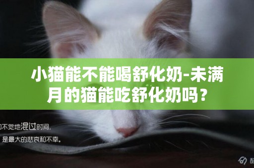 小貓能不能喝舒化奶-未滿月的貓能吃舒化奶嗎？