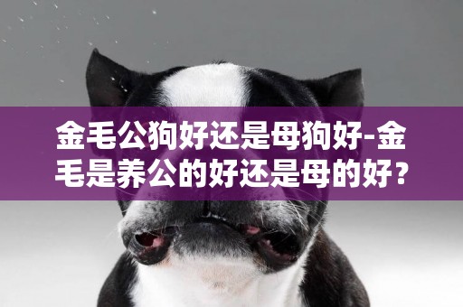 金毛公狗好還是母狗好-金毛是養公的好還是母的好？