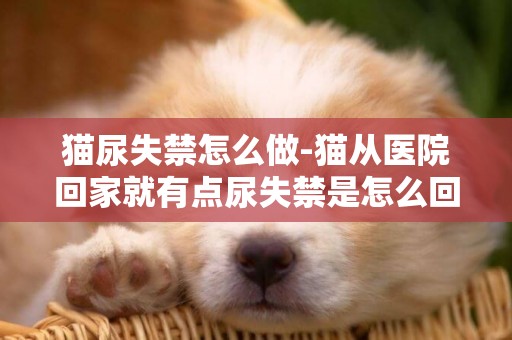 貓尿失禁怎么做-貓從醫院回家就有點尿失禁是怎么回事？