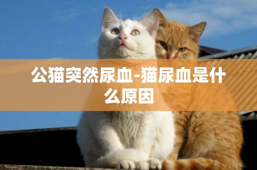 公貓突然尿血-貓尿血是什么原因