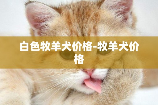 白色牧羊犬價格-牧羊犬價格