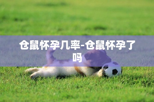 倉鼠懷孕幾率-倉鼠懷孕了嗎