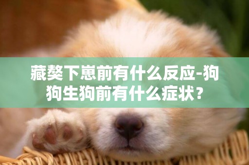 藏獒下崽前有什么反應-狗狗生狗前有什么癥狀？