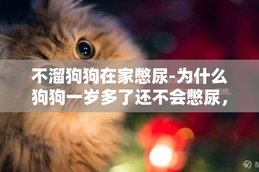 不溜狗狗在家憋尿-為什么狗狗一歲多了還不會憋尿，還是會在家里拉？
