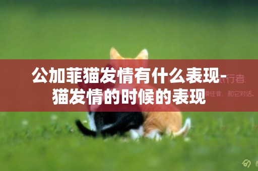 公加菲貓發情有什么表現-貓發情的時候的表現