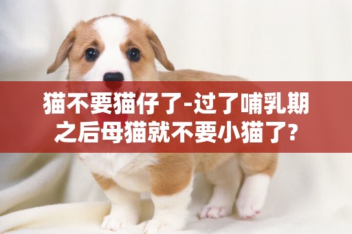 貓不要貓仔了-過了哺乳期之后母貓就不要小貓了?
