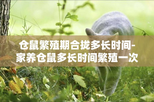 倉鼠繁殖期合攏多長時間-家養倉鼠多長時間繁殖一次