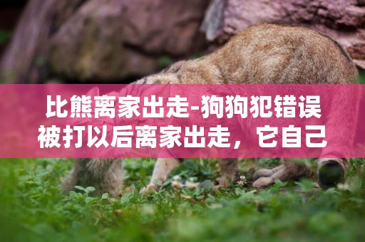 比熊離家出走-狗狗犯錯誤被打以后離家出走，它自己還會回來嗎？