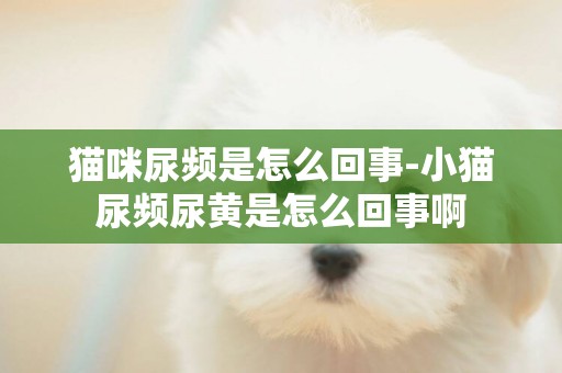 貓咪尿頻是怎么回事-小貓尿頻尿黃是怎么回事啊