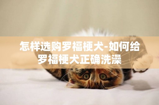 怎樣選購羅福梗犬-如何給羅福梗犬正確洗澡