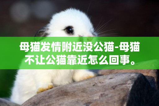 母貓發情附近沒公貓-母貓不讓公貓靠近怎么回事。