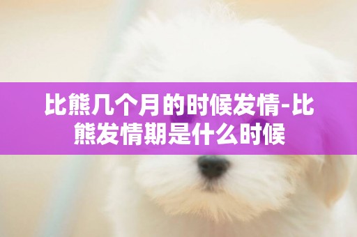 比熊幾個月的時候發情-比熊發情期是什么時候