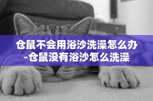 倉鼠不會用浴沙洗澡怎么辦-倉鼠沒有浴沙怎么洗澡