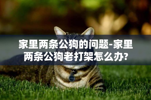 家里兩條公狗的問題-家里兩條公狗老打架怎么辦?