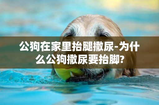 公狗在家里抬腿撒尿-為什么公狗撒尿要抬腳?