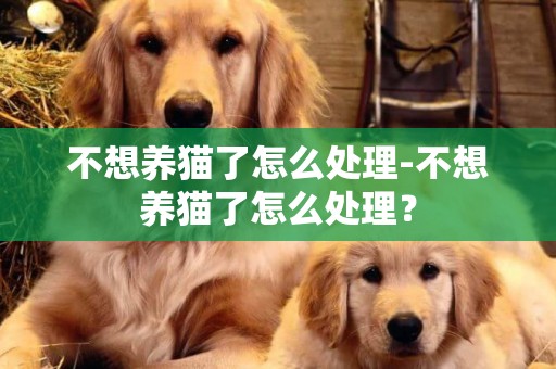 不想養貓了怎么處理-不想養貓了怎么處理？