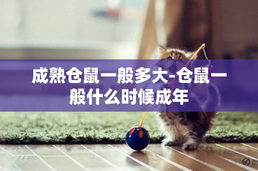 成熟倉鼠一般多大-倉鼠一般什么時候成年