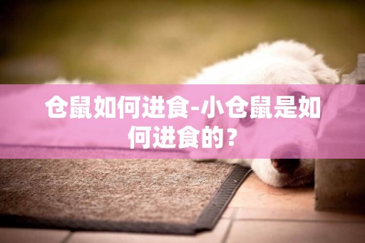 倉鼠如何進食-小倉鼠是如何進食的？