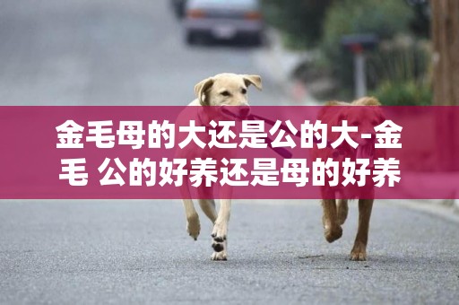 金毛母的大還是公的大-金毛 公的好養還是母的好養？