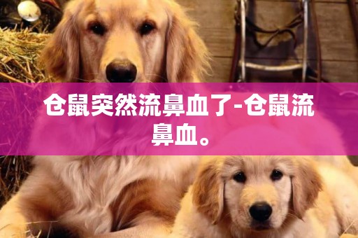 倉鼠突然流鼻血了-倉鼠流鼻血。
