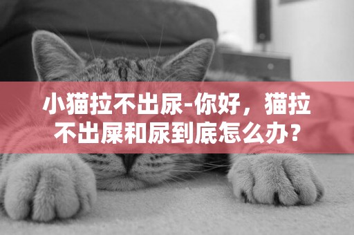 小貓拉不出尿-你好，貓拉不出屎和尿到底怎么辦？