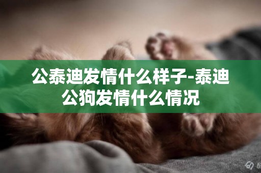 公泰迪發情什么樣子-泰迪公狗發情什么情況