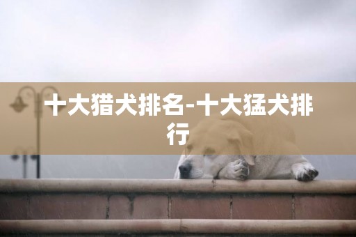 十大獵犬排名-十大猛犬排行