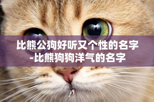 比熊公狗好聽又個性的名字-比熊狗狗洋氣的名字