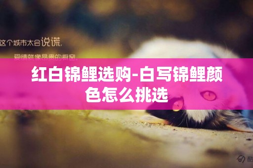 紅白錦鯉選購-白寫錦鯉顏色怎么挑選