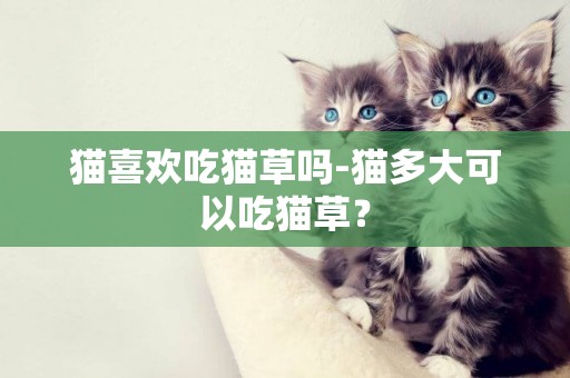 貓喜歡吃貓草嗎-貓多大可以吃貓草？