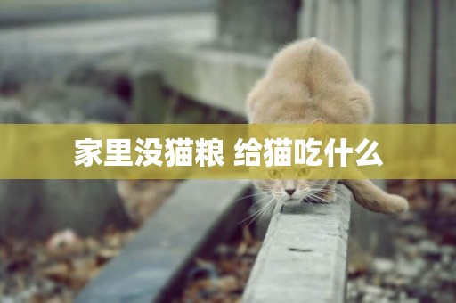 家里沒貓糧 給貓吃什么