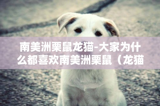南美洲栗鼠龍貓-大家為什么都喜歡南美洲栗鼠（龍貓）？