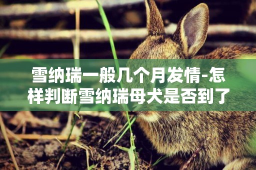 雪納瑞一般幾個月發情-怎樣判斷雪納瑞母犬是否到了發情期